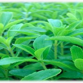 Stevia Farming & Extraction & Formulation Technology